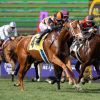Scommesse ippiche: come funziona la giocata su una corsa